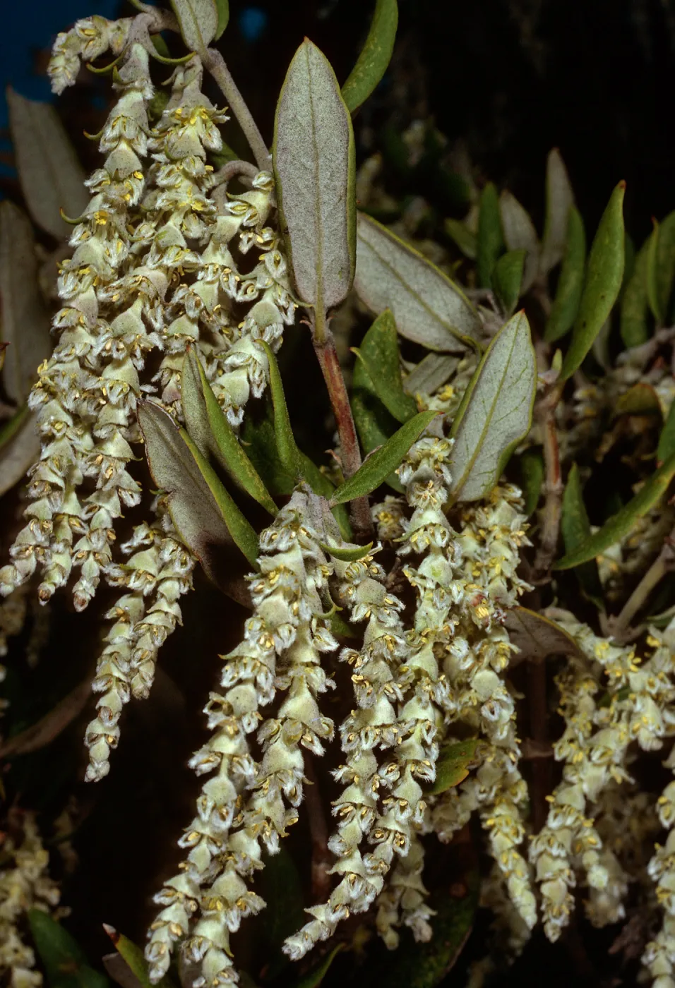 Garrya veatchii, male, West Camino Cielo, Santa Barbara County