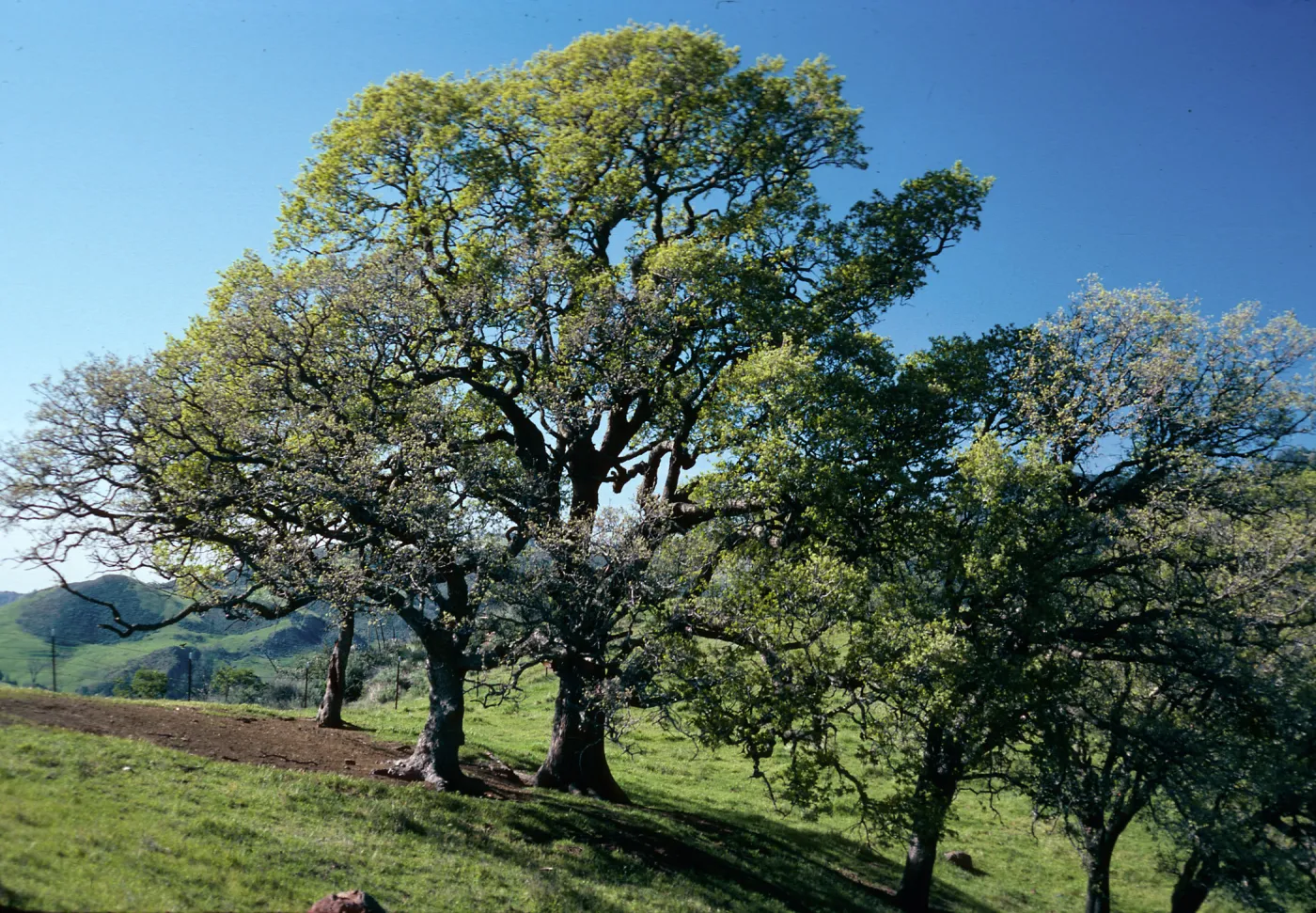 Quercus, Figueroa Mountain Road, Santa Barbara County