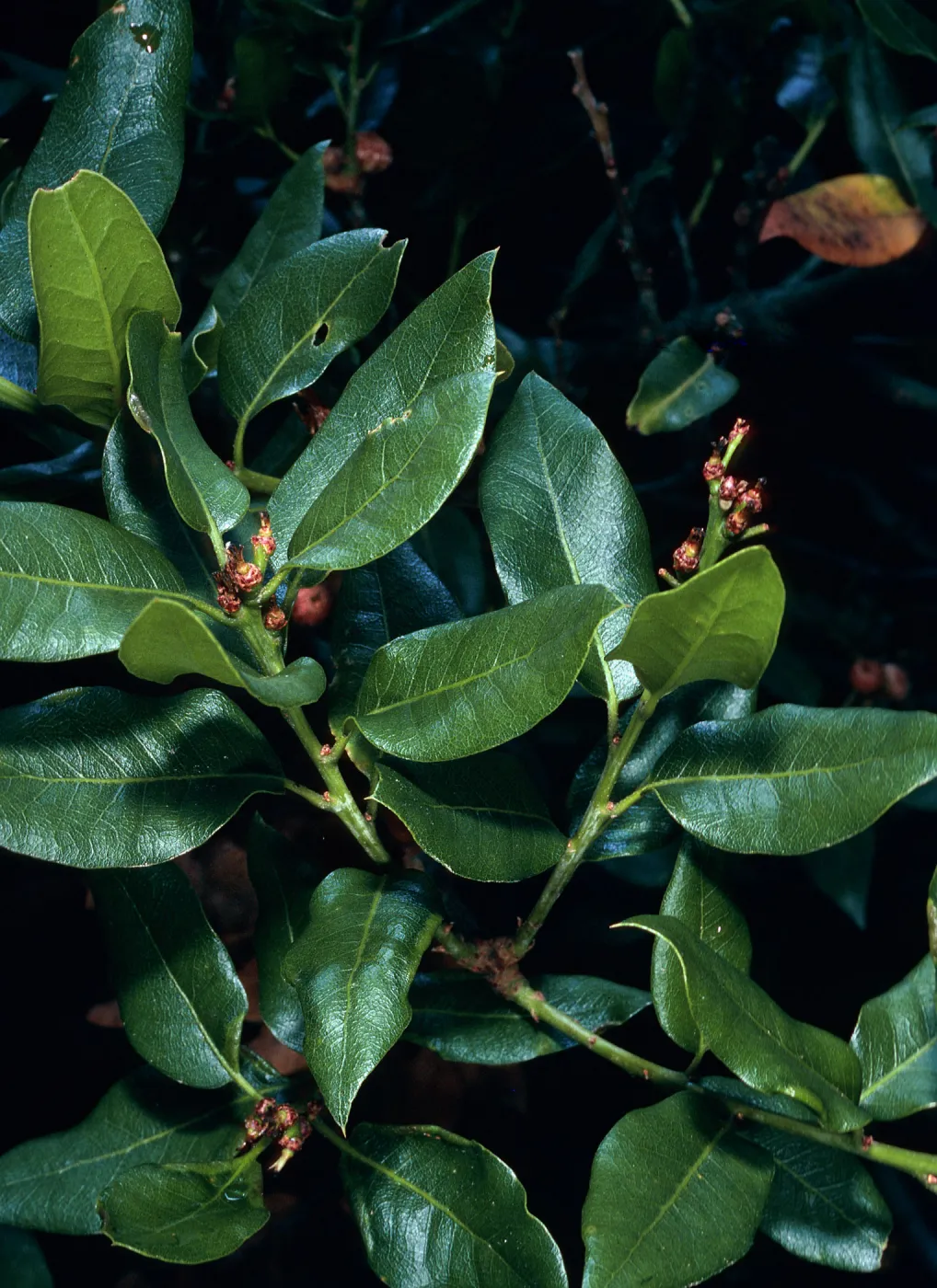 Quercus parvula, Cresta Road, Hollister Ranch
