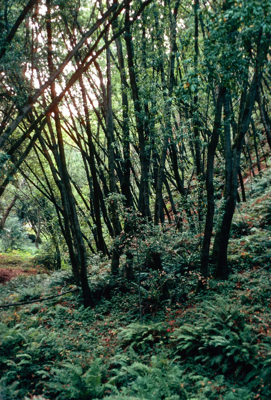 Sycamore Canyon, Big Sur, Monterey County