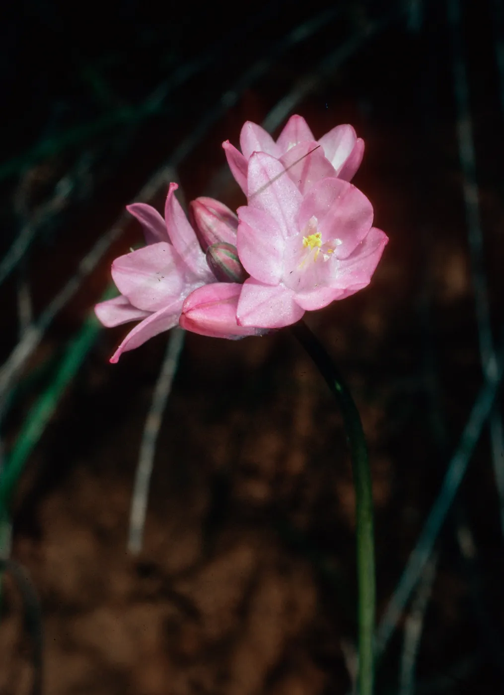 Dichelostemma pulchella, San Roque Canyon, Santa Barbara County