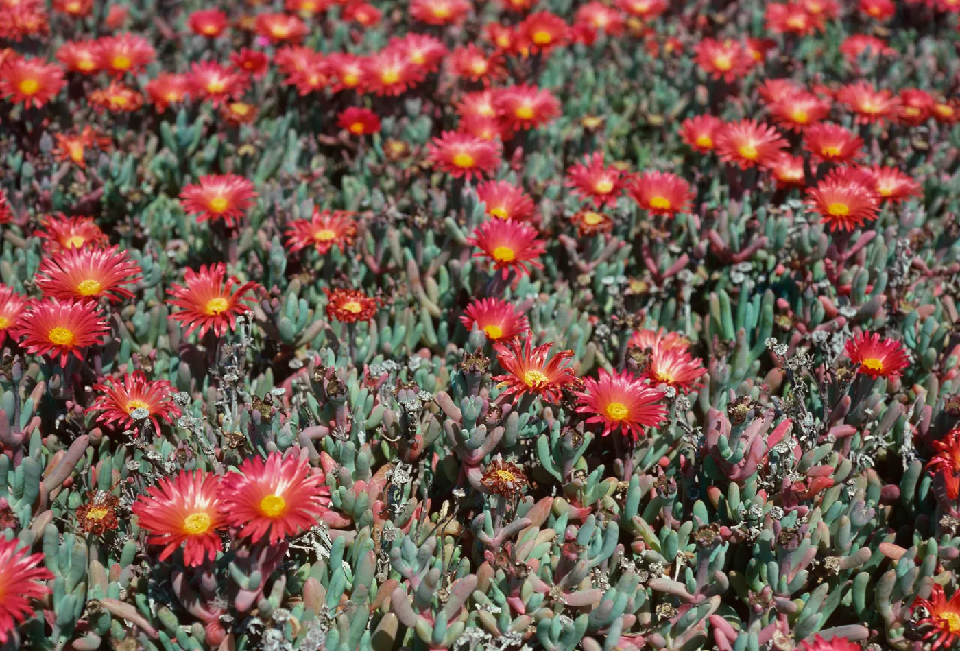 Malephora crocea, East Anacapa Island