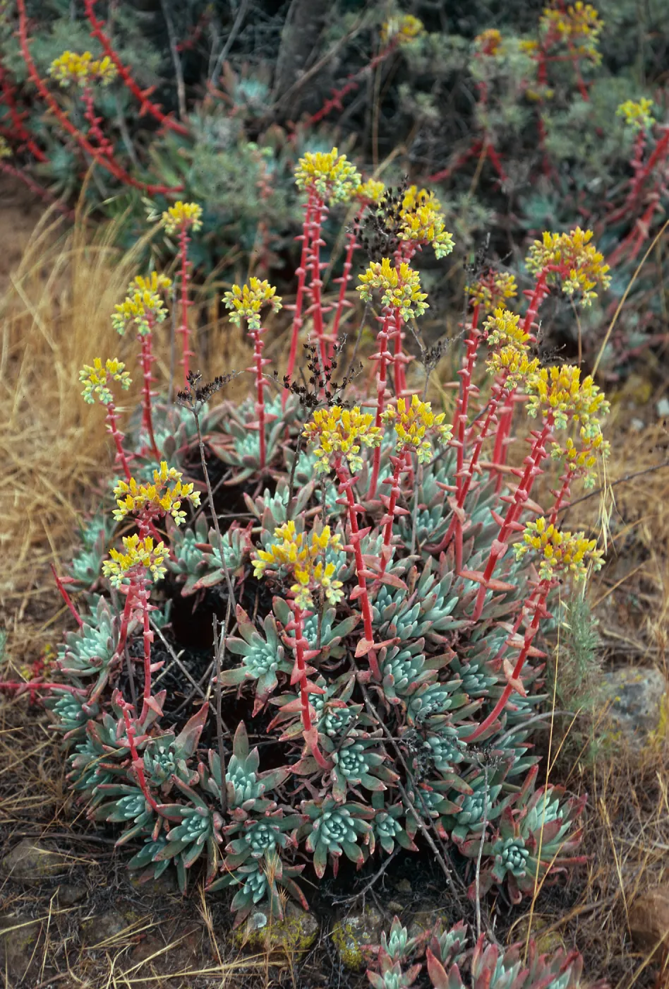 Dudleya (liveforevers), ridgetop, West of Summit Peak, West Anacapa Island