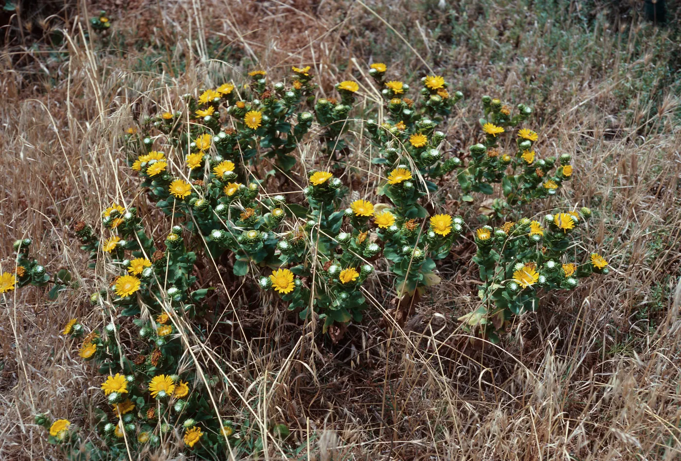 Grindelia, East Anacapa Island