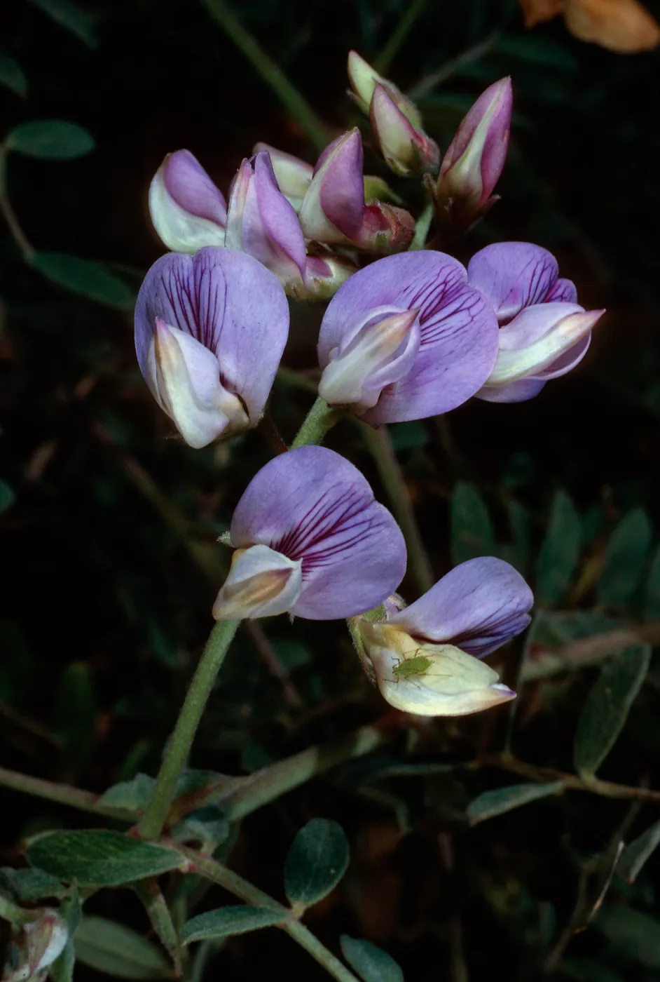 Lathyrus vestitus, West Camino Cielo, Santa Barbara County