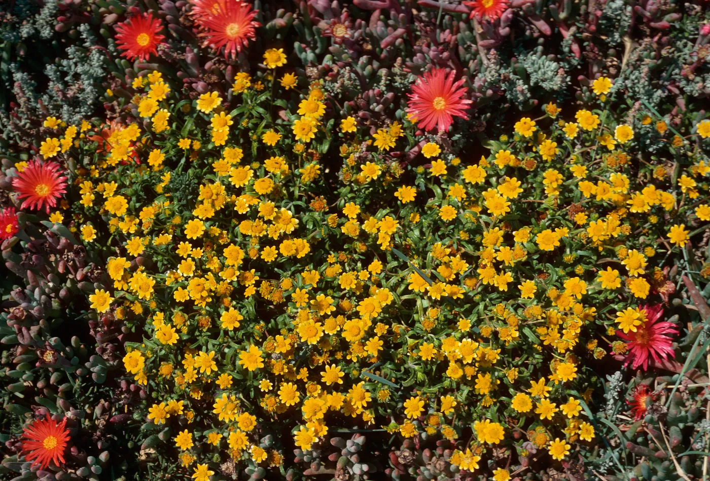 Lasthenia w/Mesembryanthemum crassifolium, East Aanacapa Island