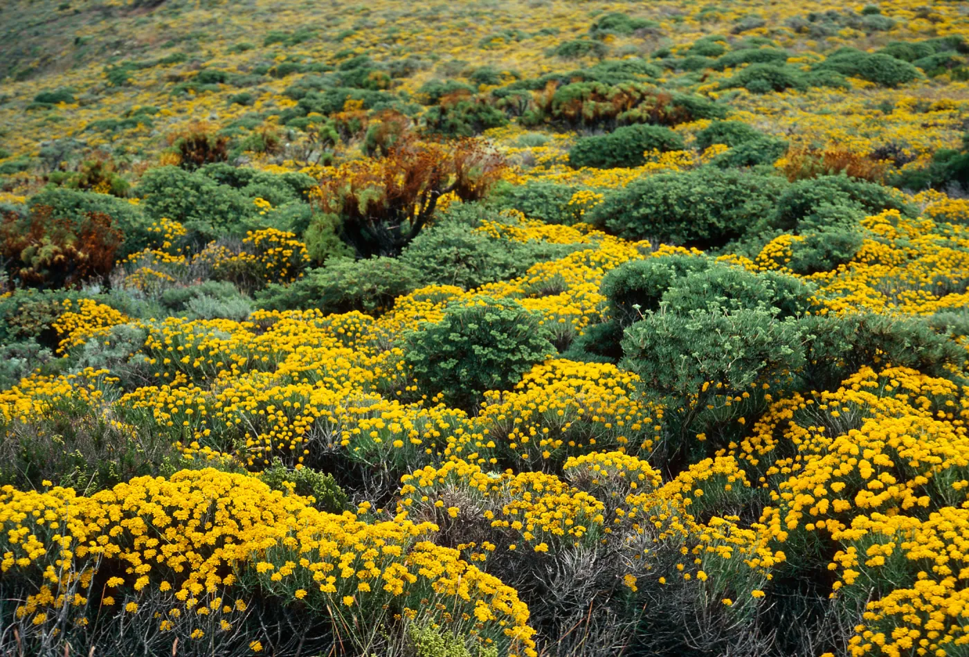 Eriophyllum confertiflorum, onshore slopes, West of Summitt Peak, West Anacapa Island