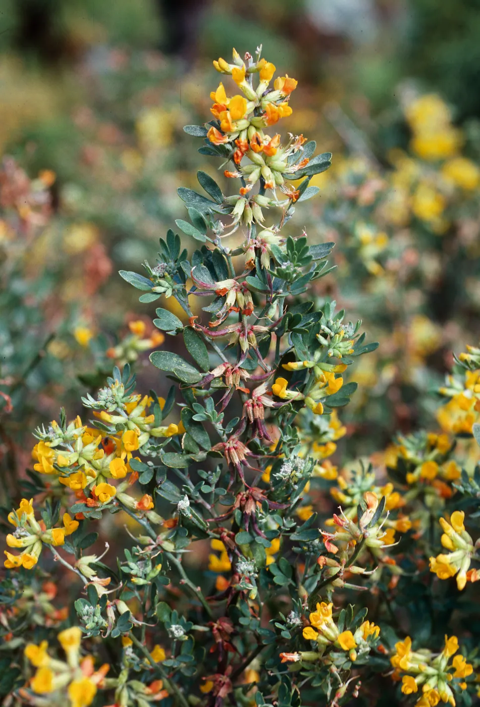 Lotus scoparius dendroideus, onshore side, West Anacapa Island