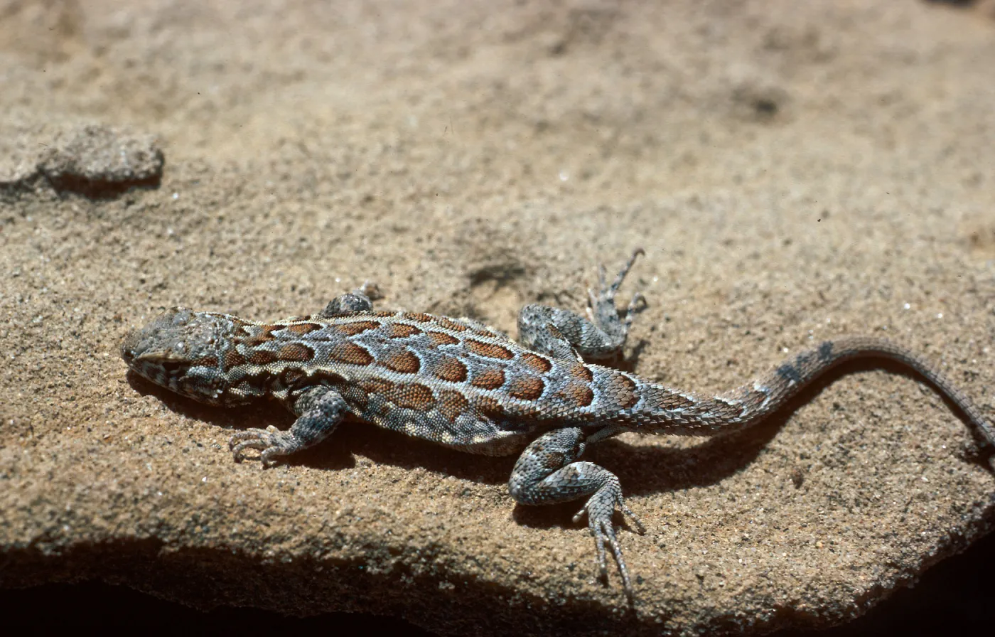 lizard, San Nicolas Island
