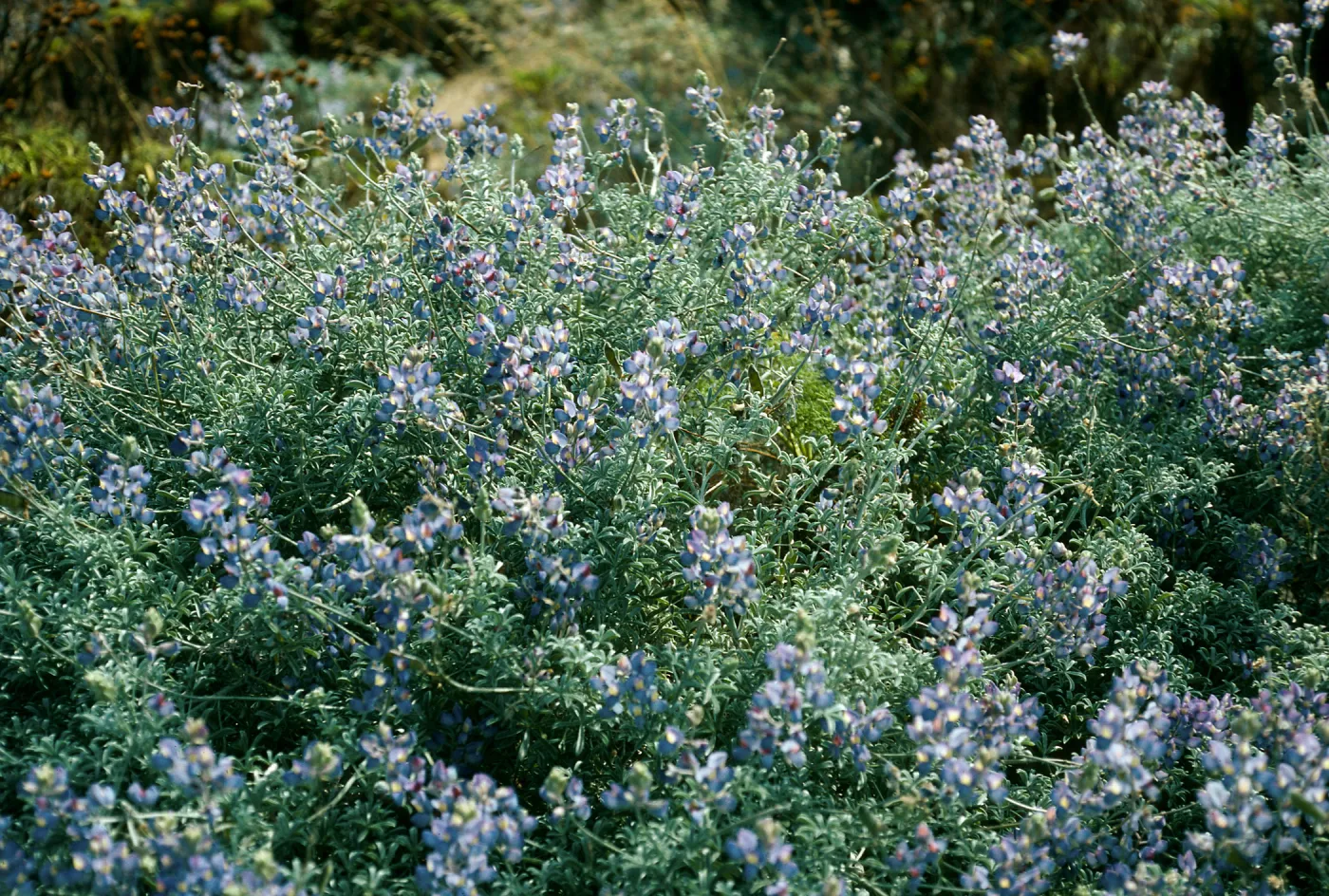Lupinus albifrons, Near Corral Harbor, San Nicolas Island