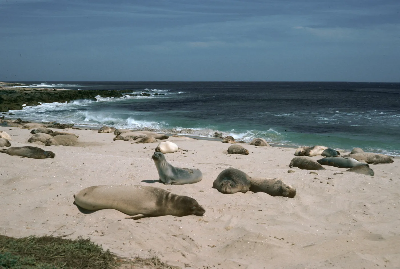 Pinnipeds, Daytona Beach, San Nicolas Island