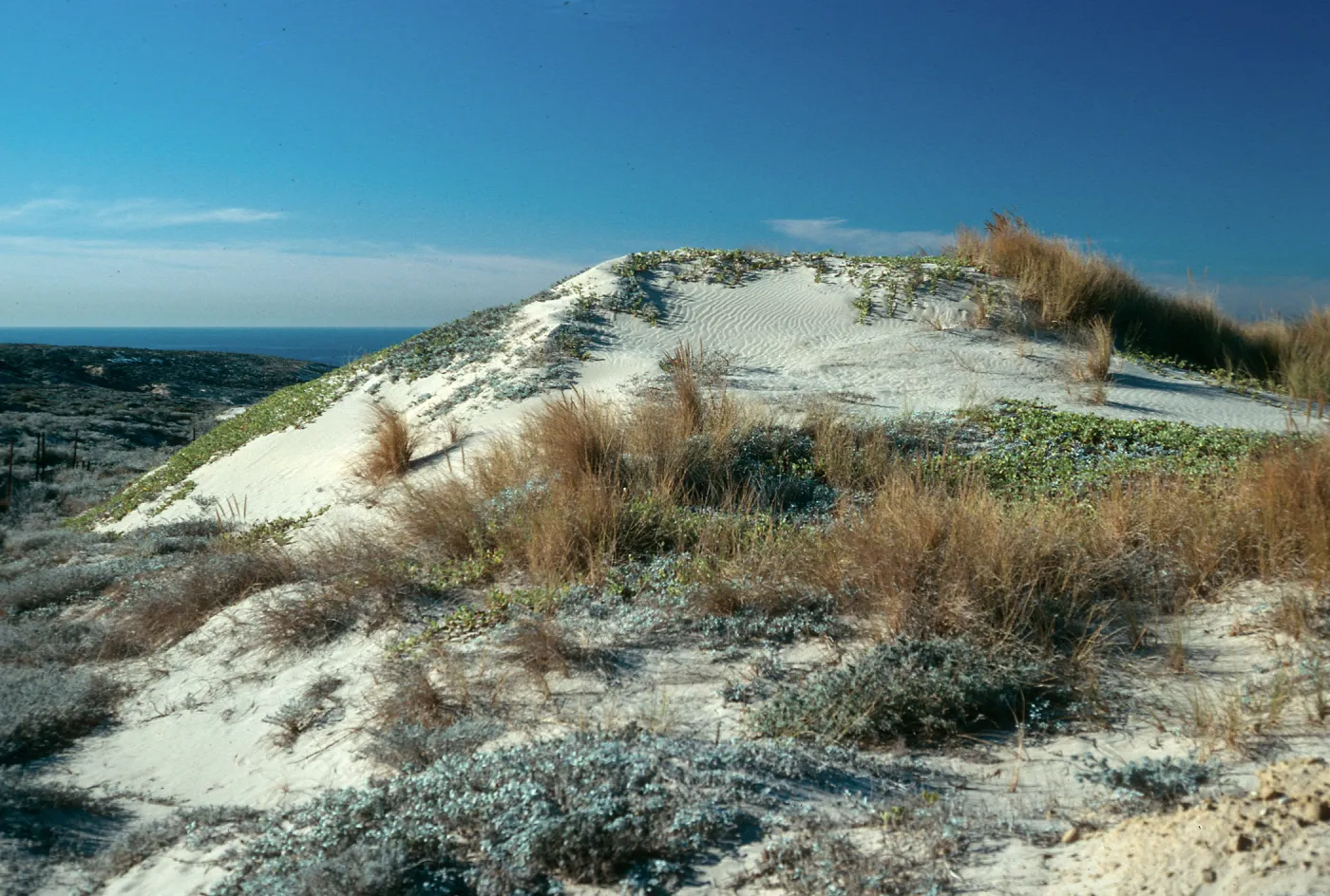 Ammophila, 1000 Springs Road, San Nicolas Island