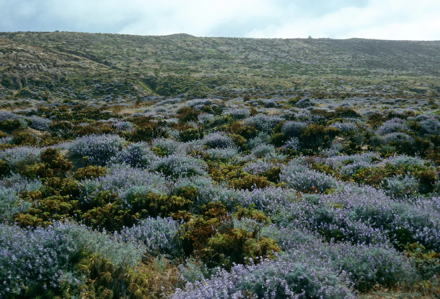 Lupine scrub, Near Corral Harbor, San Nicolas Island