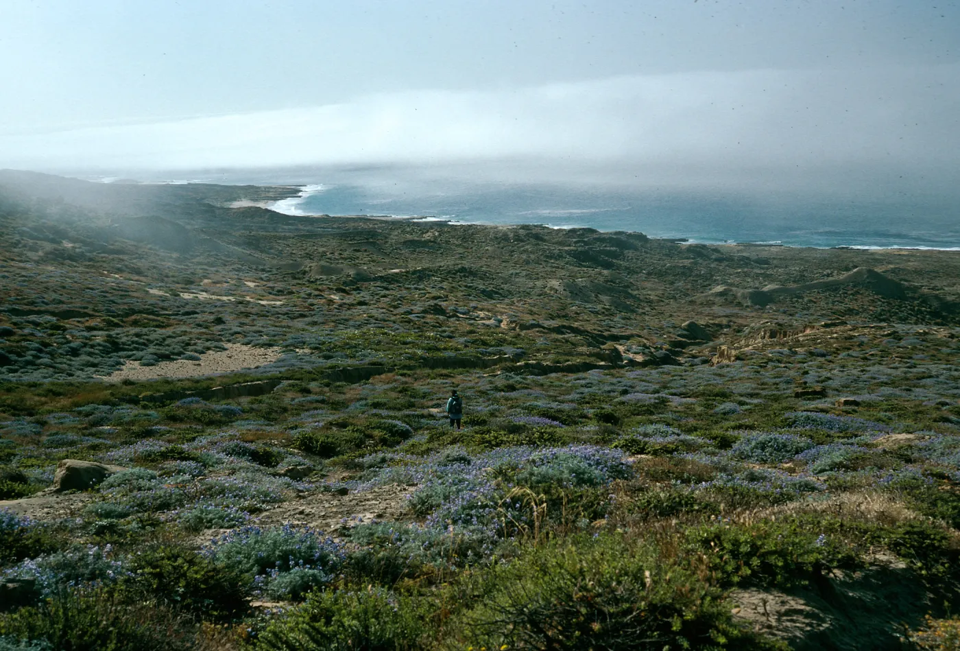 Lupinus, isocoma scrub, South side coastline east of Drop-Off Road, San Nicolas Island