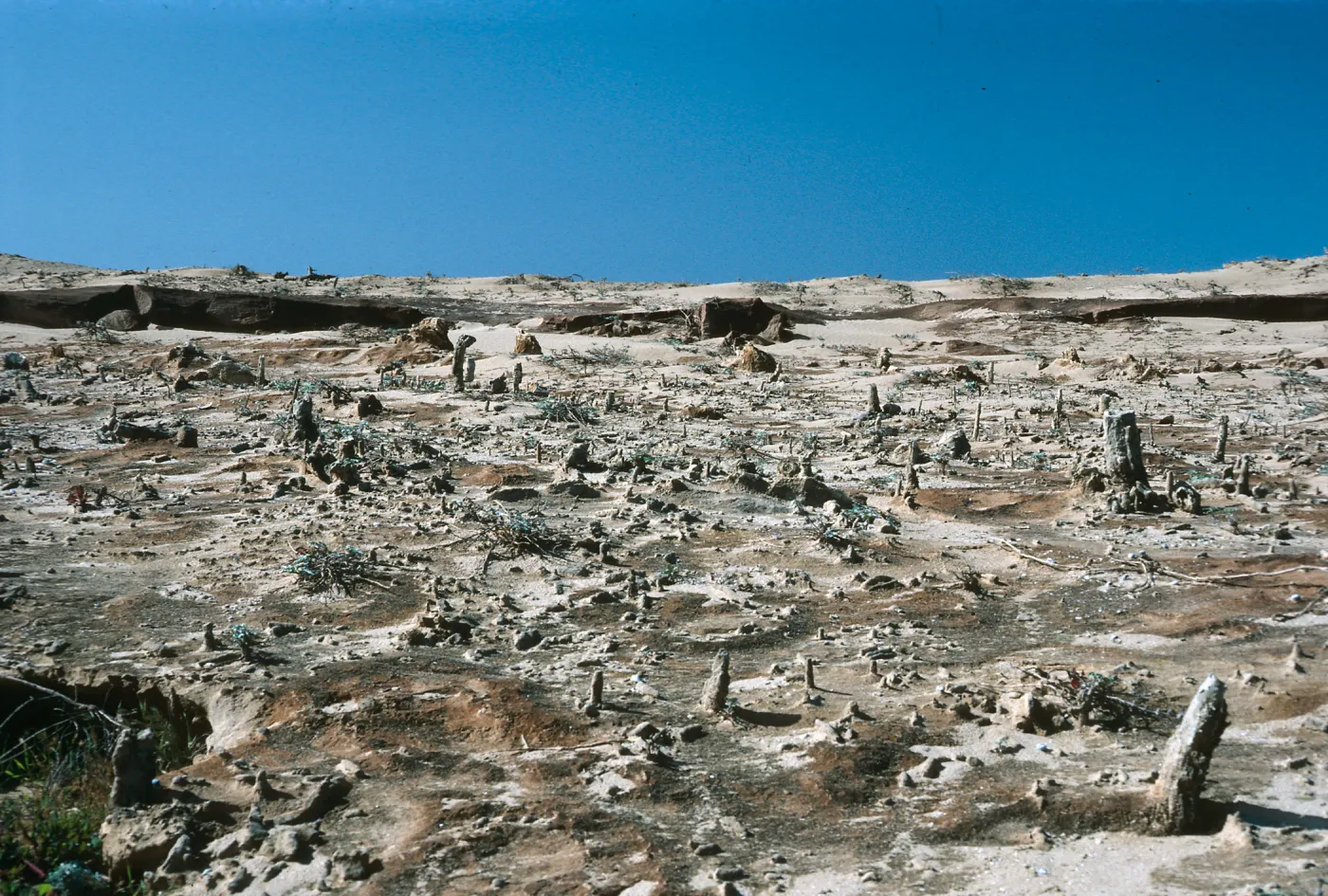 Caliche, West Terrace, San Nicolas Island