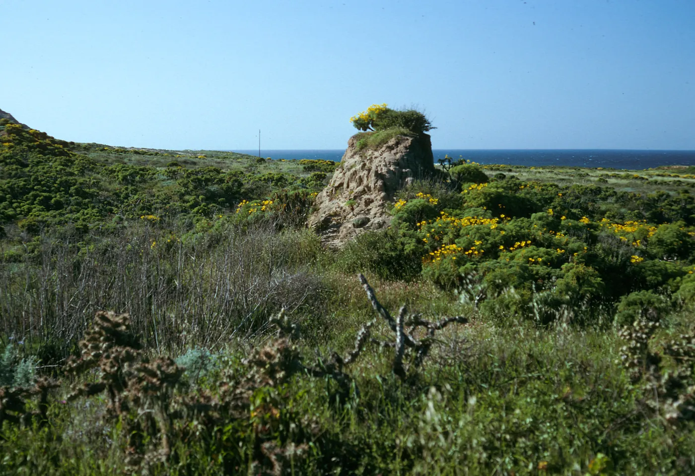 Northeast flats, Remnants of original soil, East of first large canyon east of Dump Canyon, San Nicolas Island