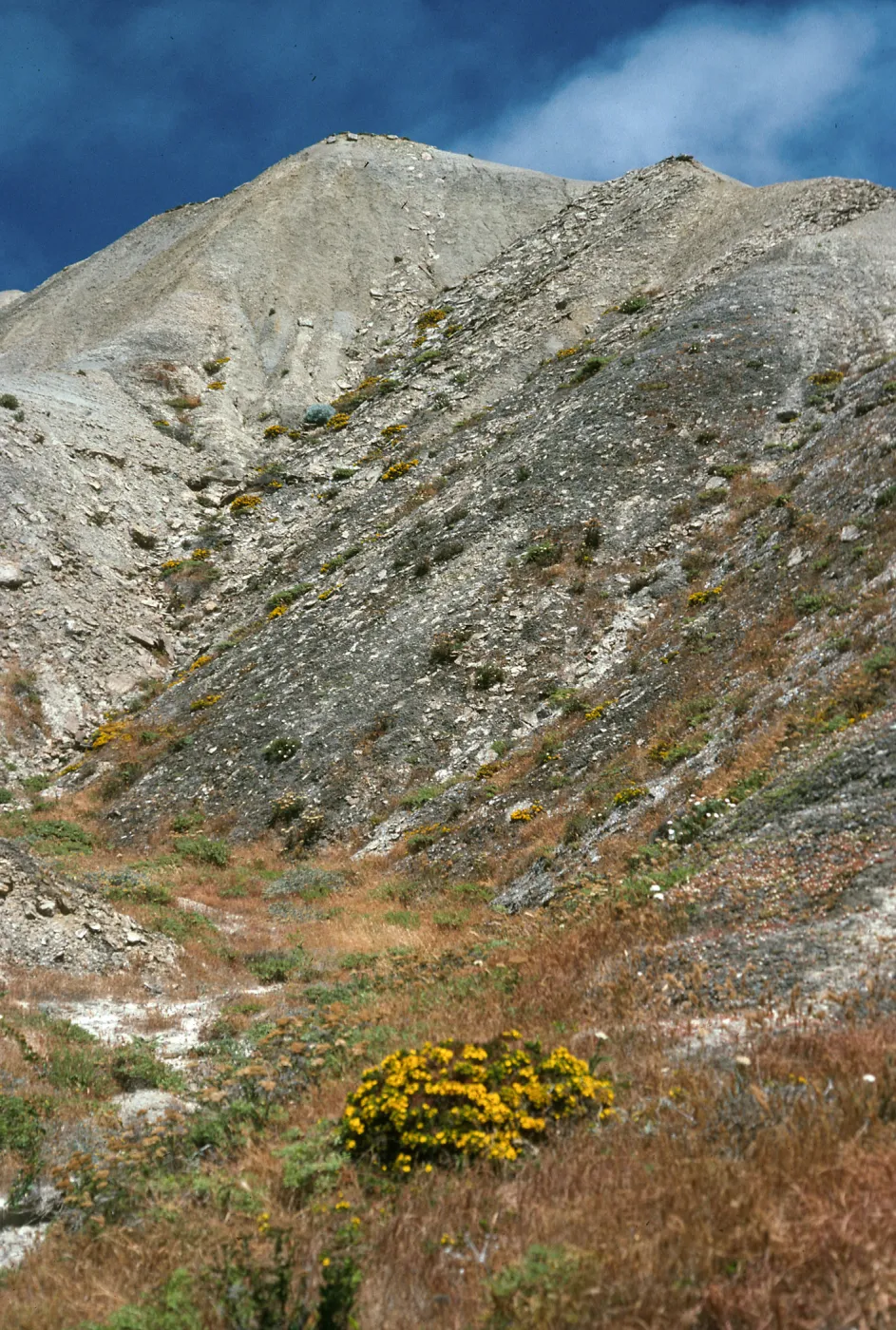 Hemizonia clementina, Lower Cattail Canyon, San Nicolas Island