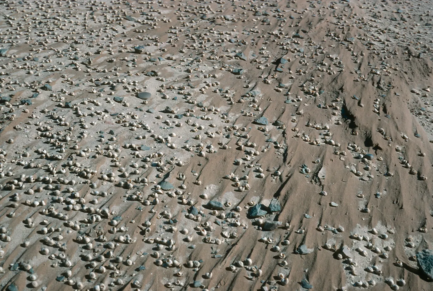 Ancient Land Snails, Behind Red Eye Beach, San Nicolas Island