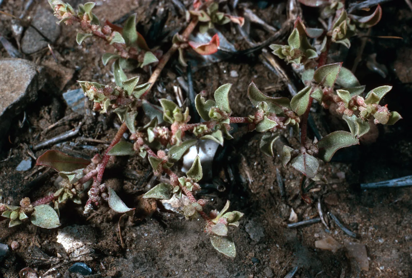 Atriplex pacifica, SN-1137, San Nicolas Island