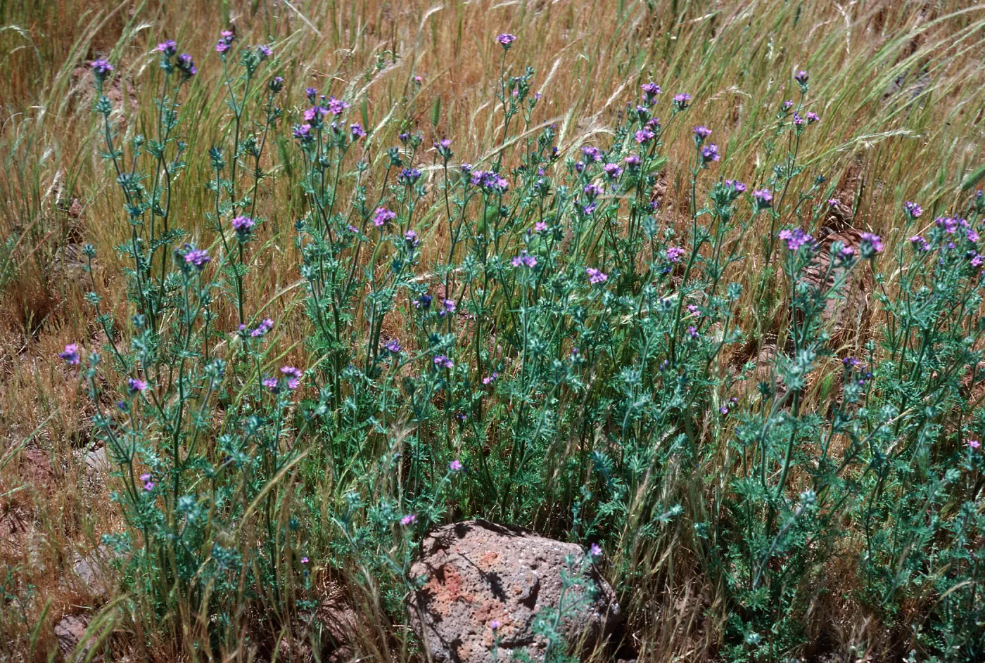 Gilia nevinii, East side of Cypress Grove, Guadalupe Island
