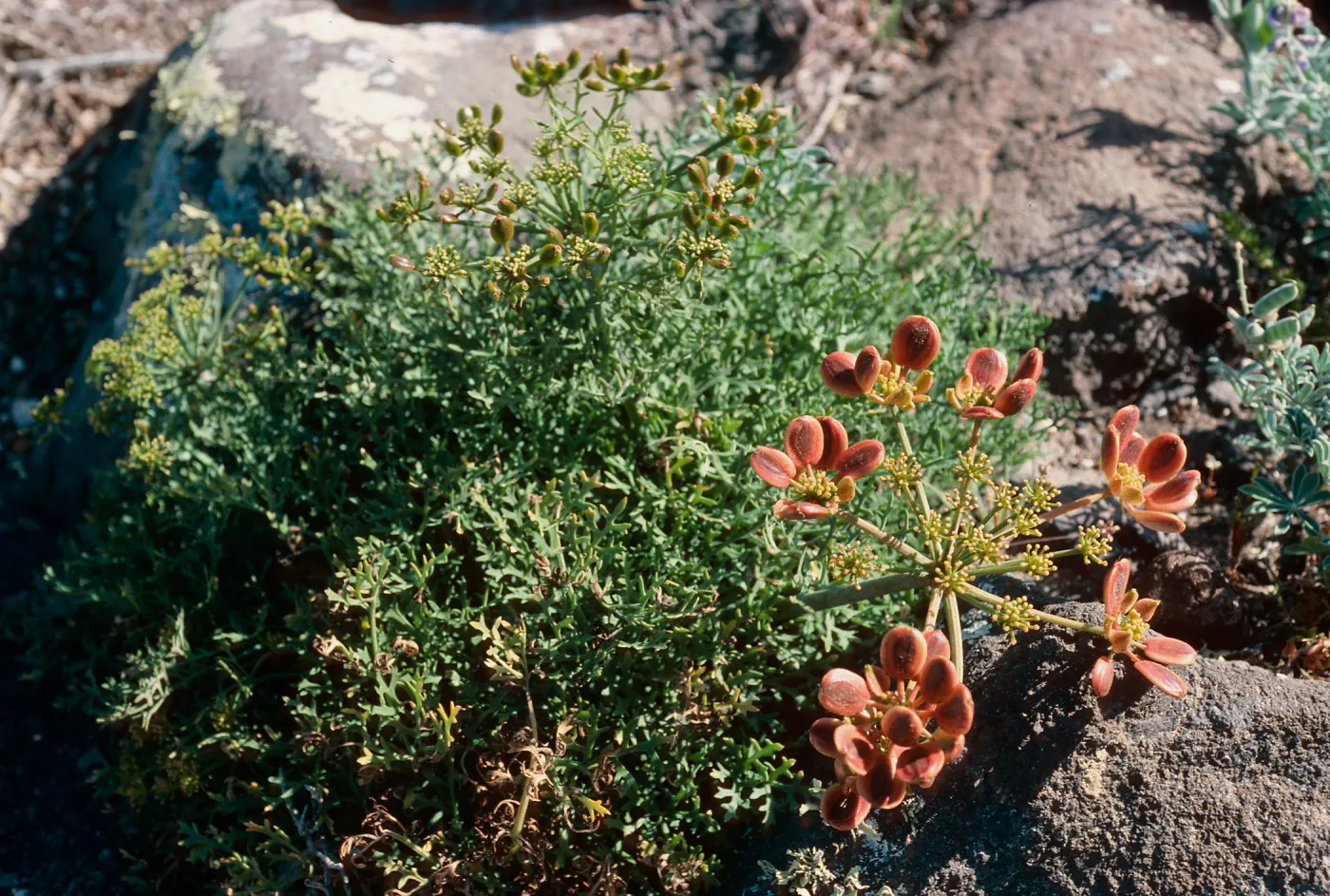 Lomatium insulare, South Mesa, Guadalupe Island