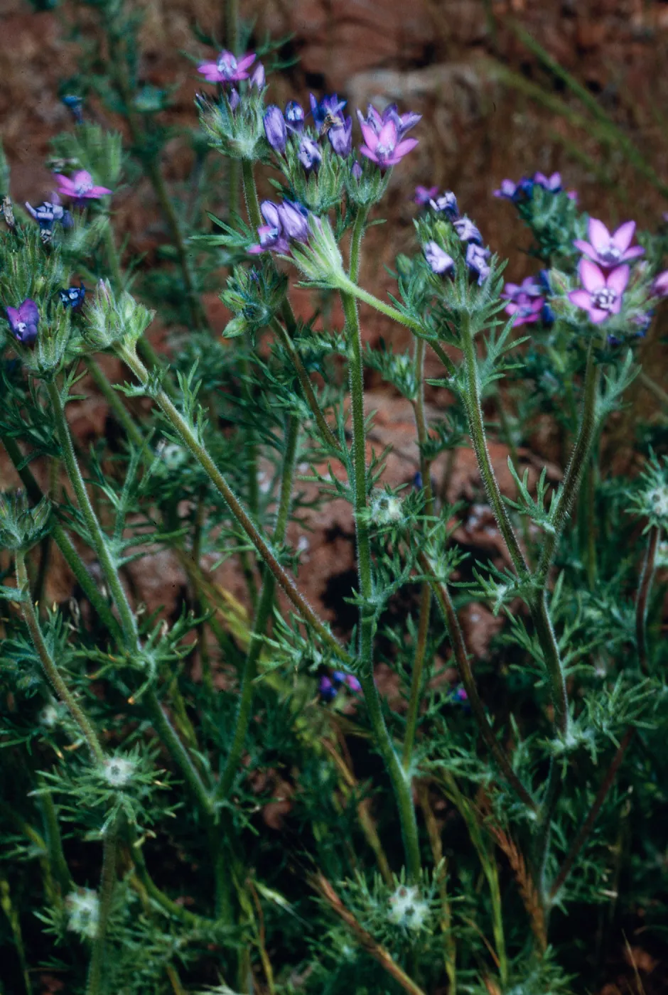 Gilia nevinii, East side of Cypress Grove, Guadalupe Island