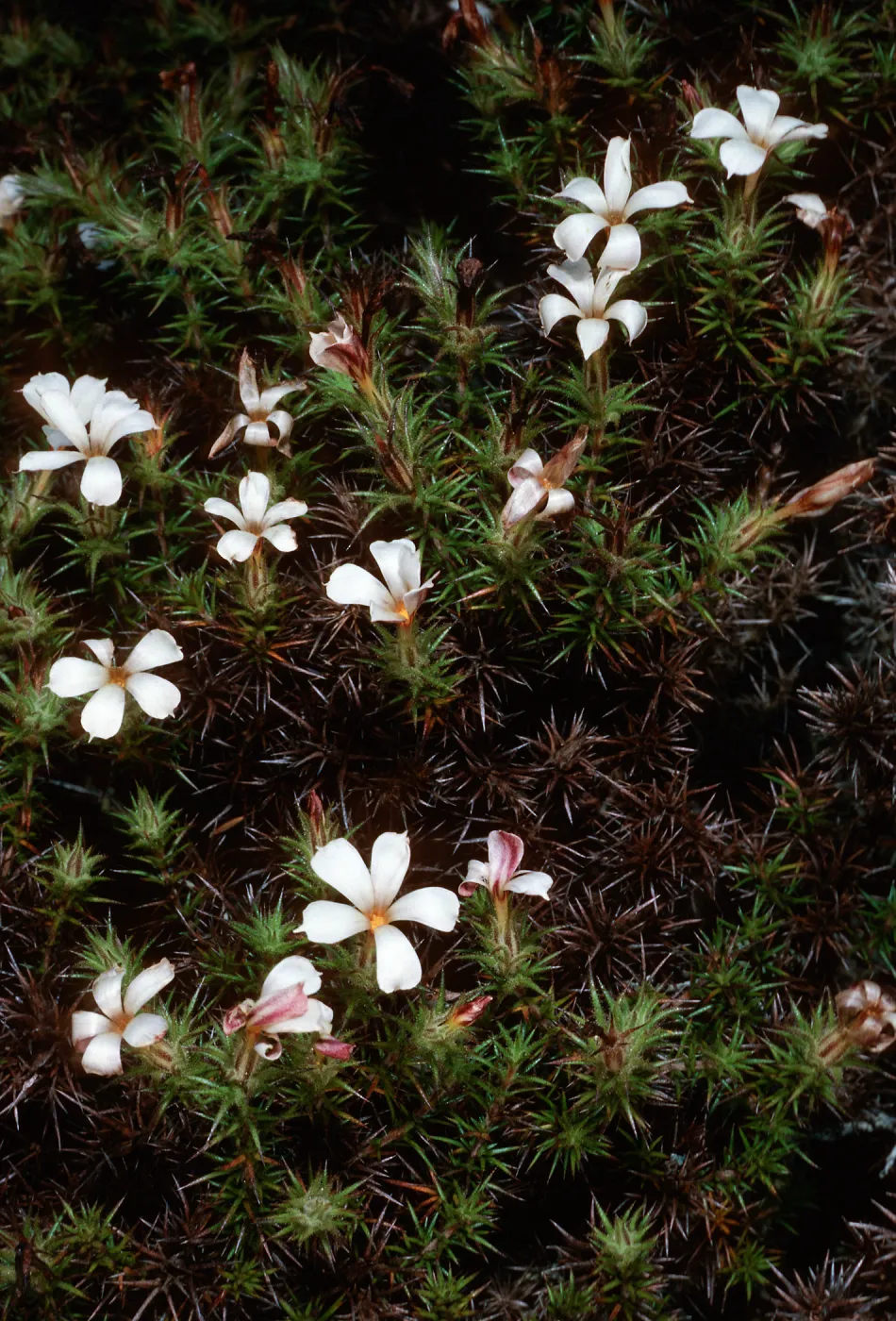 Leptodactylon veatchii, Cedros Island