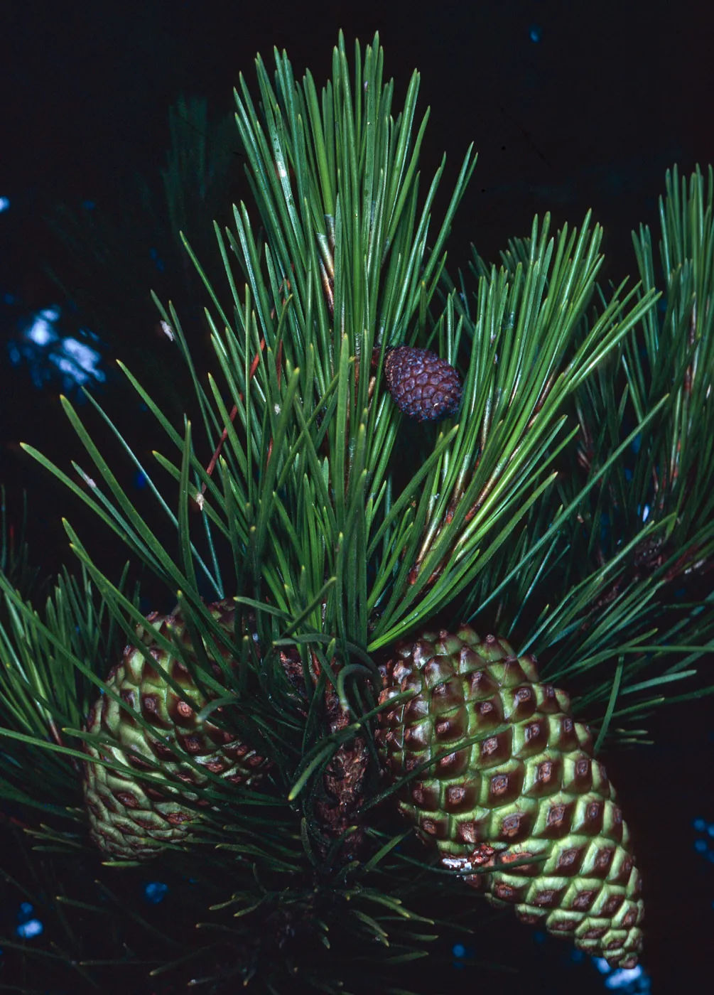 Pinus, Cedros Island