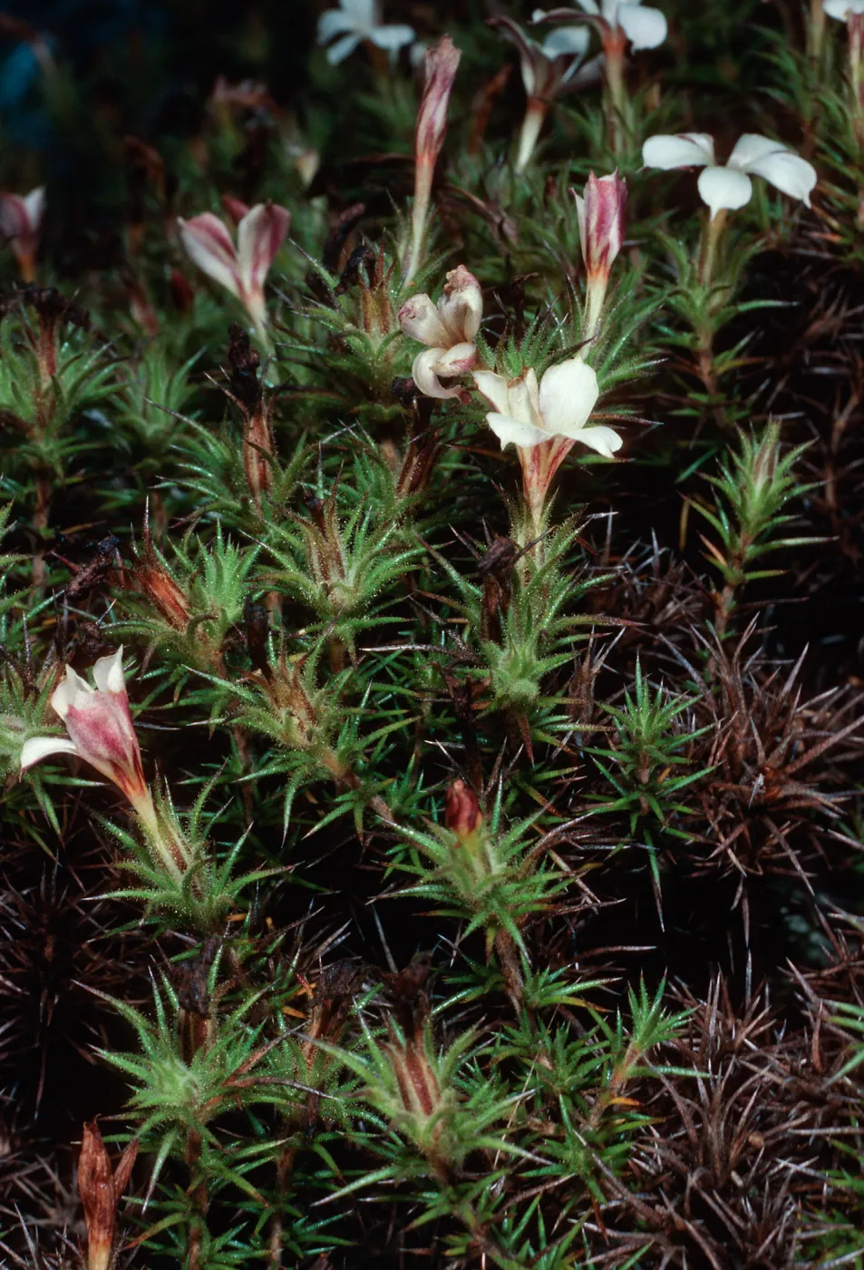 Leptodactylon veatchii, Cedros Island