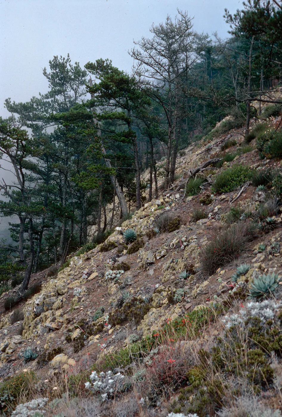 Dudleya pachyphytum habitat in pines, northwest side of Cedros Island