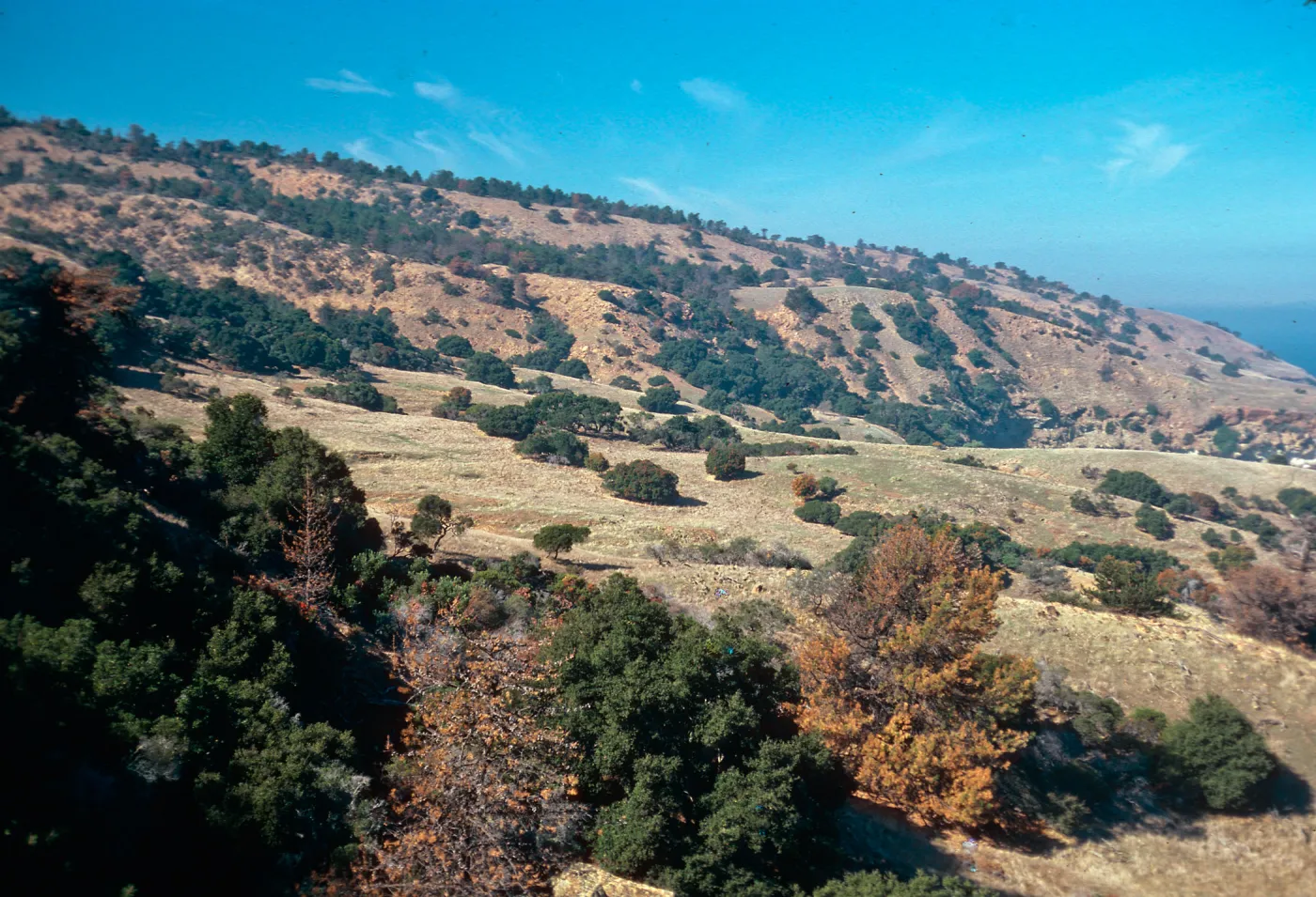 looking West toward Pelican Harbor, Santa Cruz Island