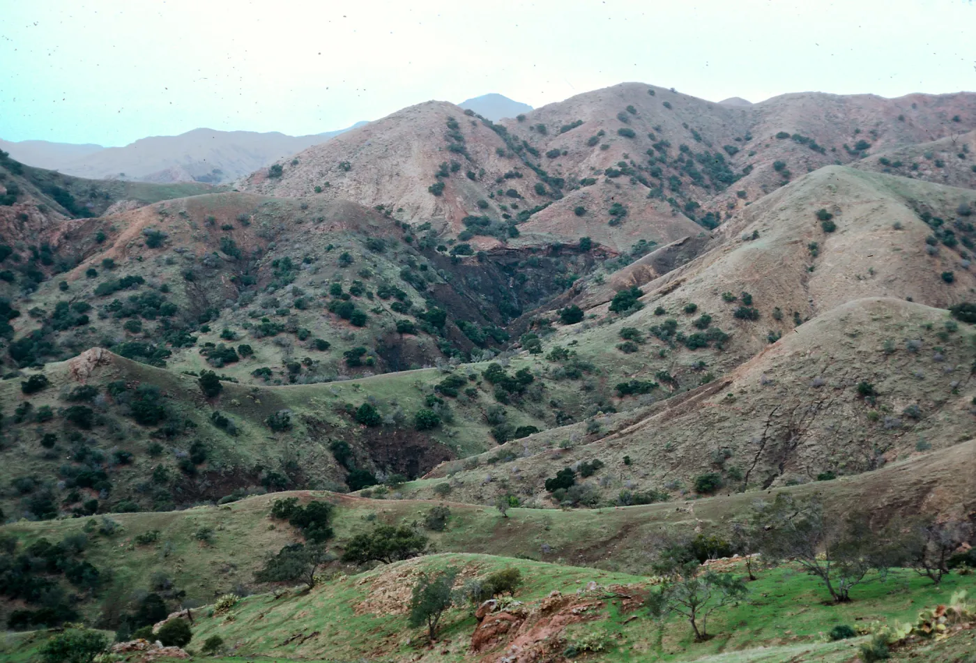 sheep-damaged hillsides, looking North-West from upper canyon, across Central Valley, from West end of Bosque Mano, Santa Cruz Island