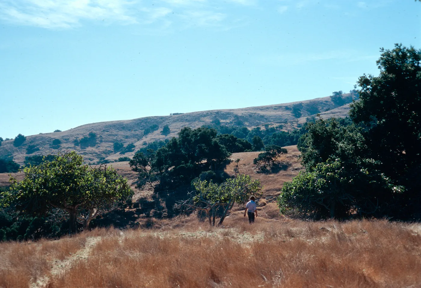 looking inland at Pelican Bay, Santa Cruz Island