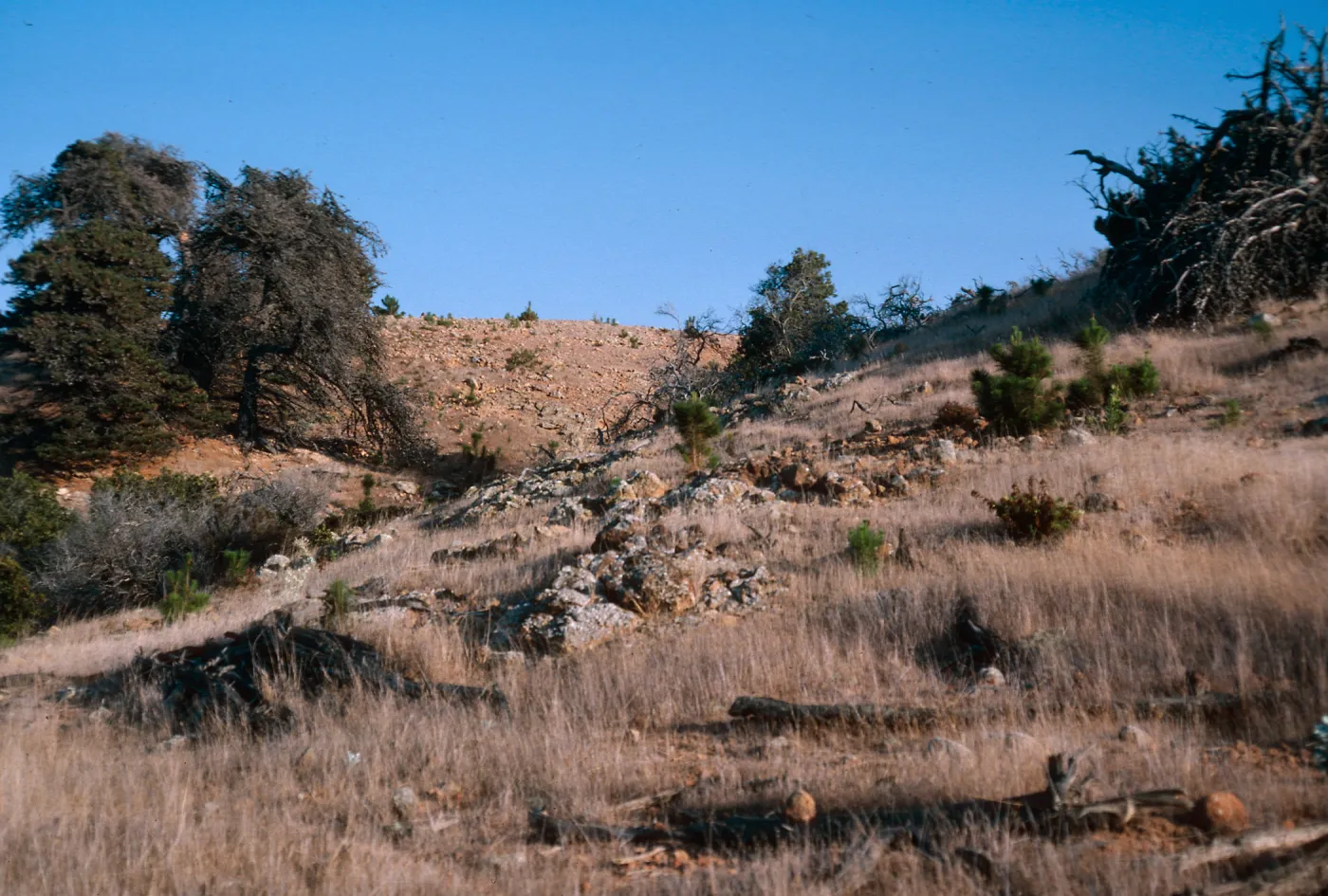 pine seedlings, just East of Twin Harbor,Santa Cruz Island