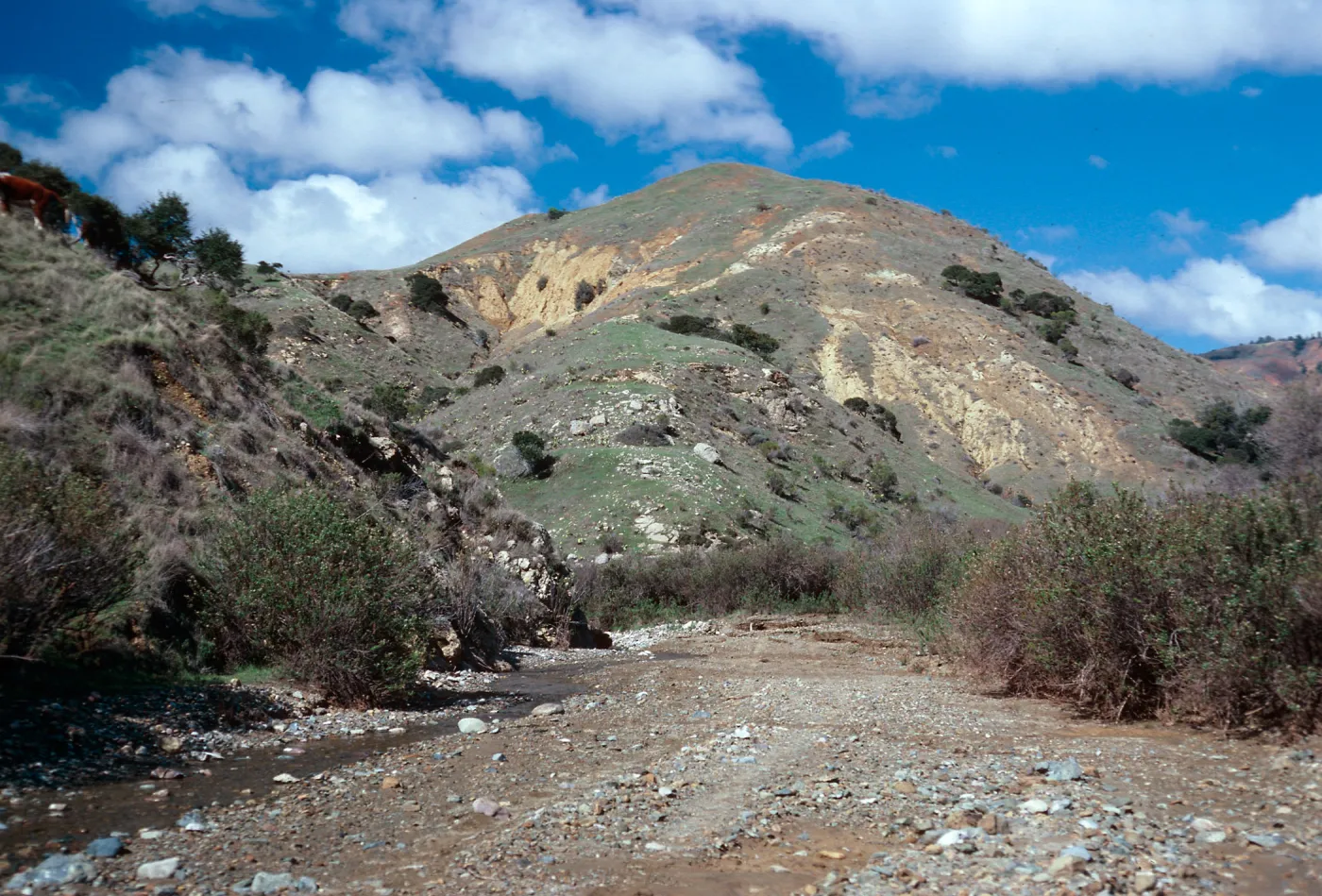 heavily-grazed hillsides in lower Laguna Canyon, Santa Cruz Island