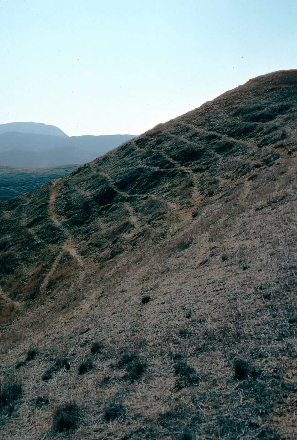 sheep damage, upper Laguna Canyon- upper Sauces Road, Santa Cruz Island