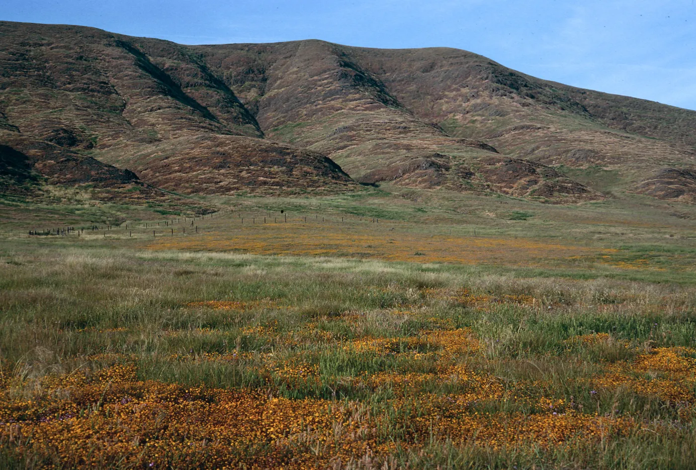 Lasthenia, East of Fraser Point, Santa Cruz Island