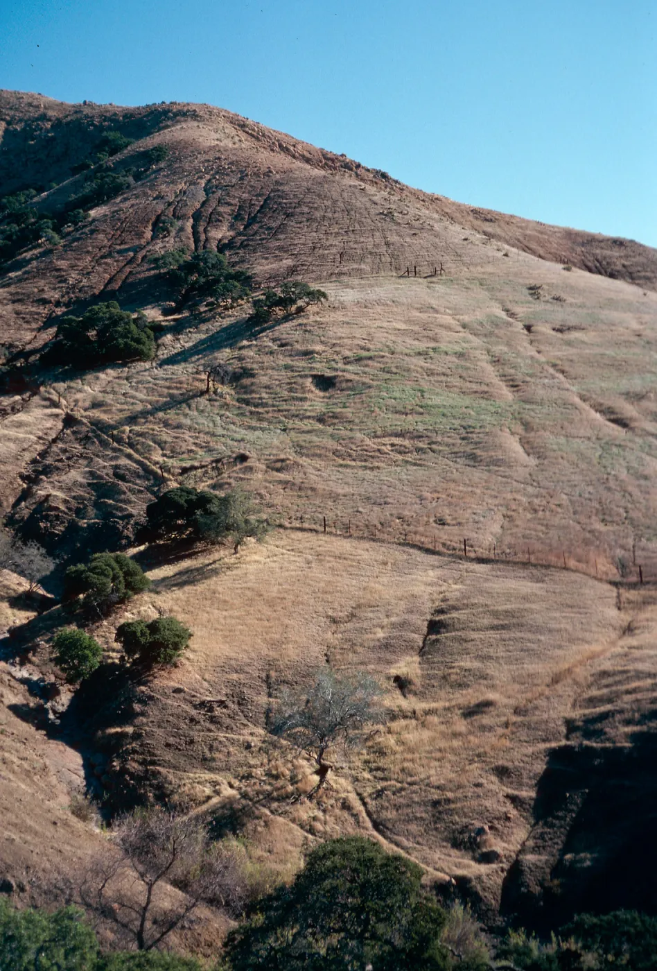sheep damage in Ram Canyon, North fork of Cañada Larga, Santa Cruz Island