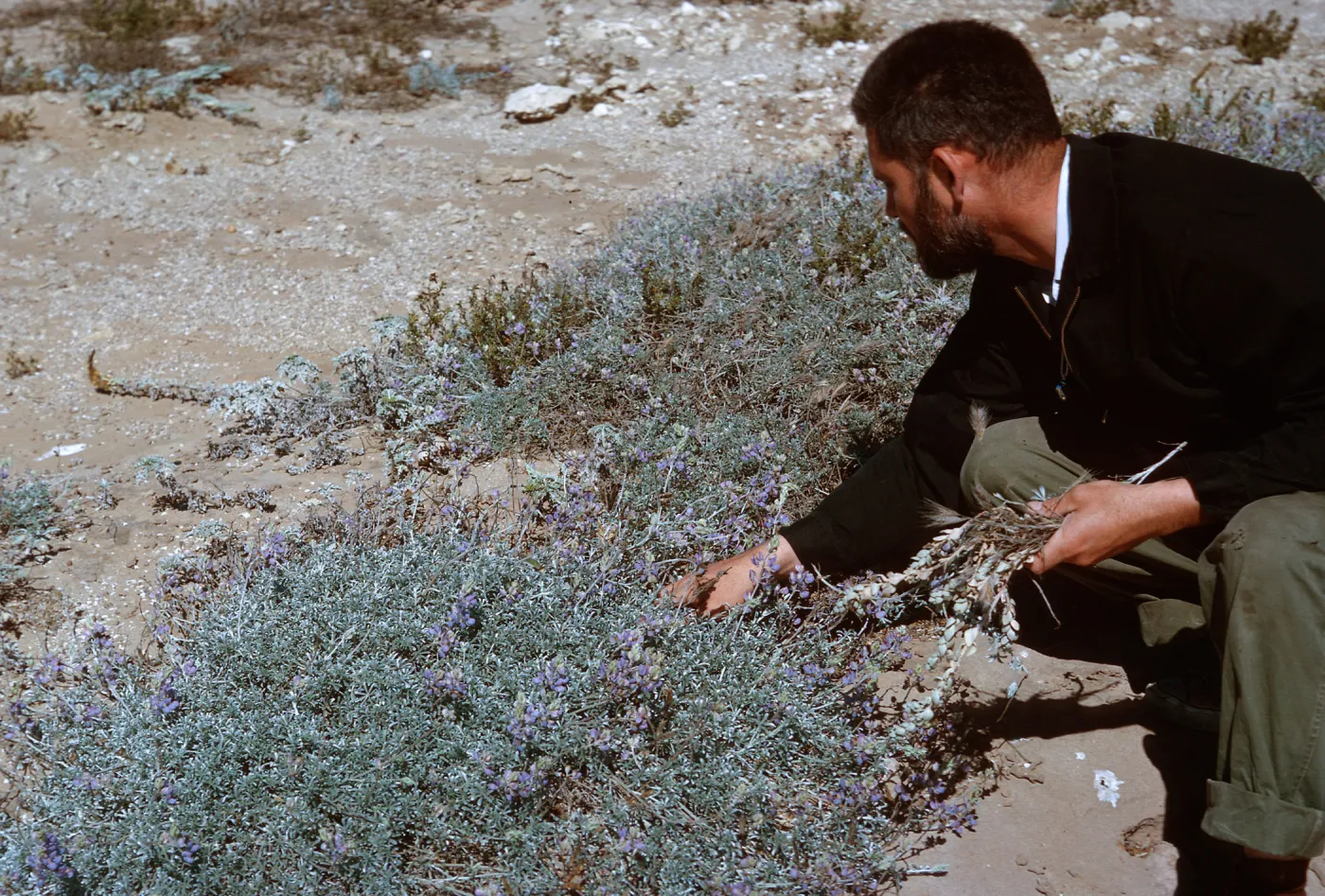 2/ Lupinus (Lupine) & Dr. Evans, 65-92 & SN-9