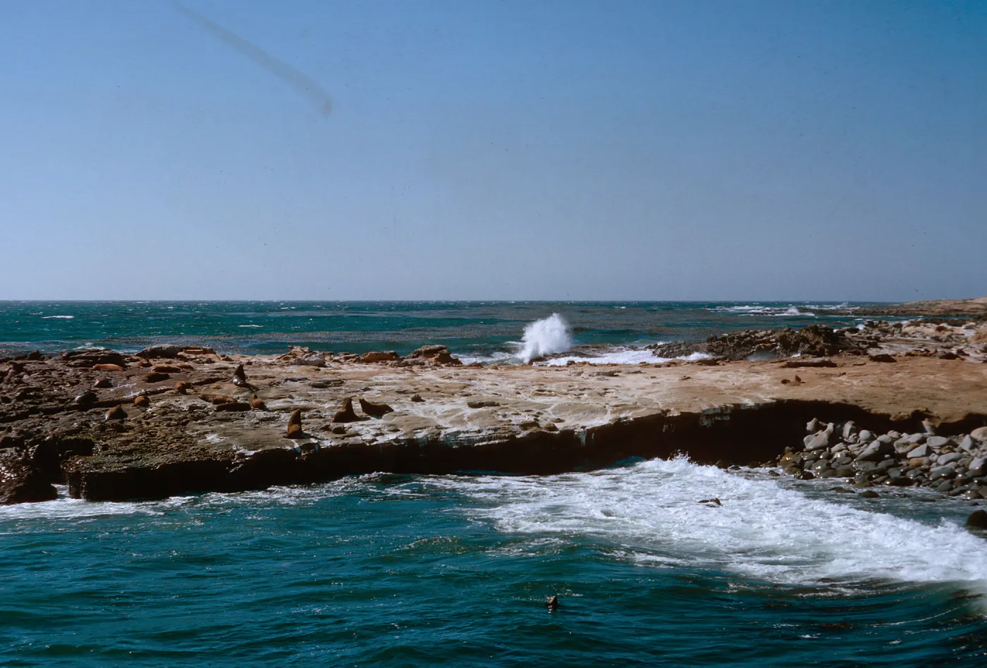 3/ wave cut bench, Sea Lions, looking Northwest, 65-100 & SN-17