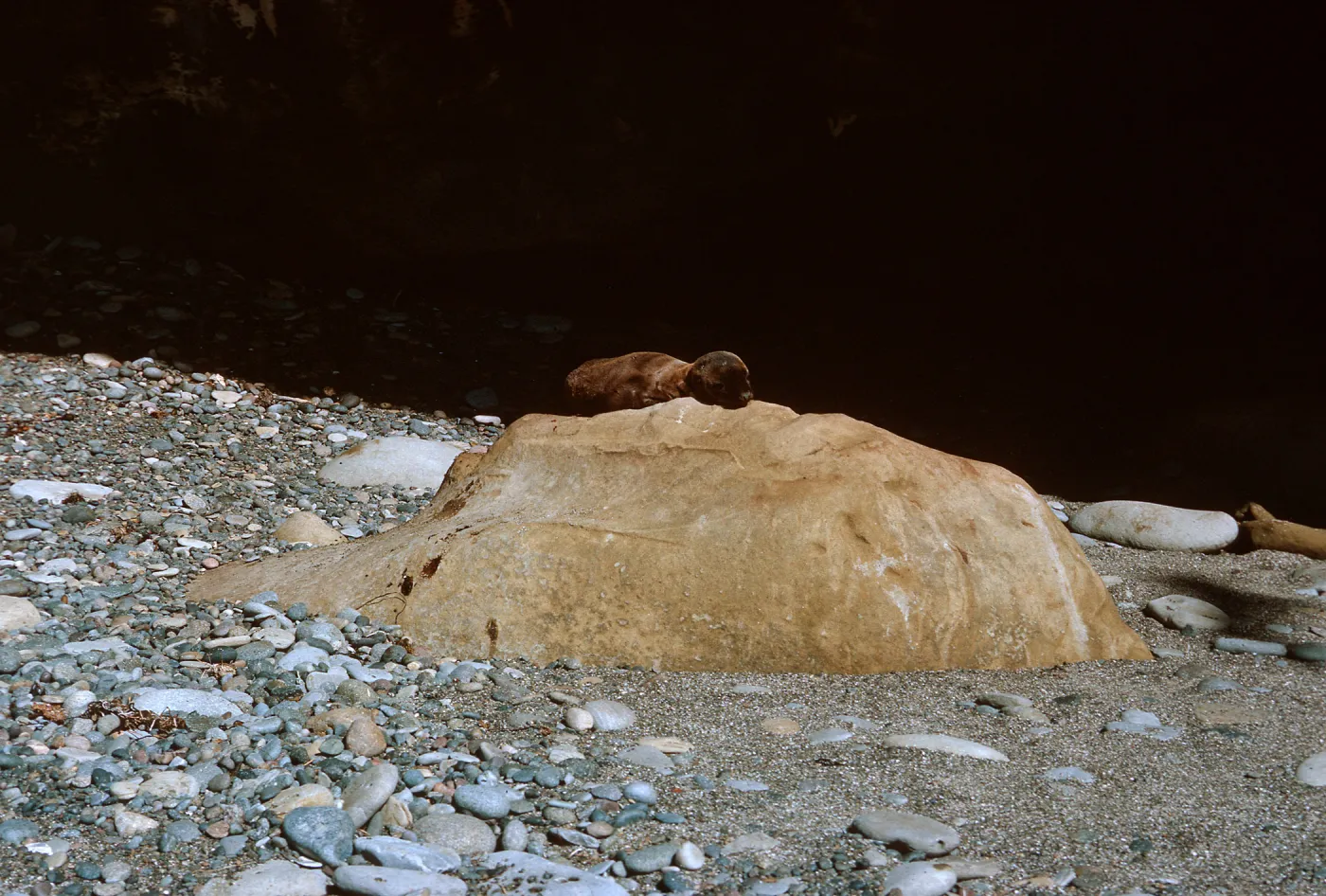 3/ Sea Lion pup on rock, Sea Lion Beach, 65-104 & SN-21