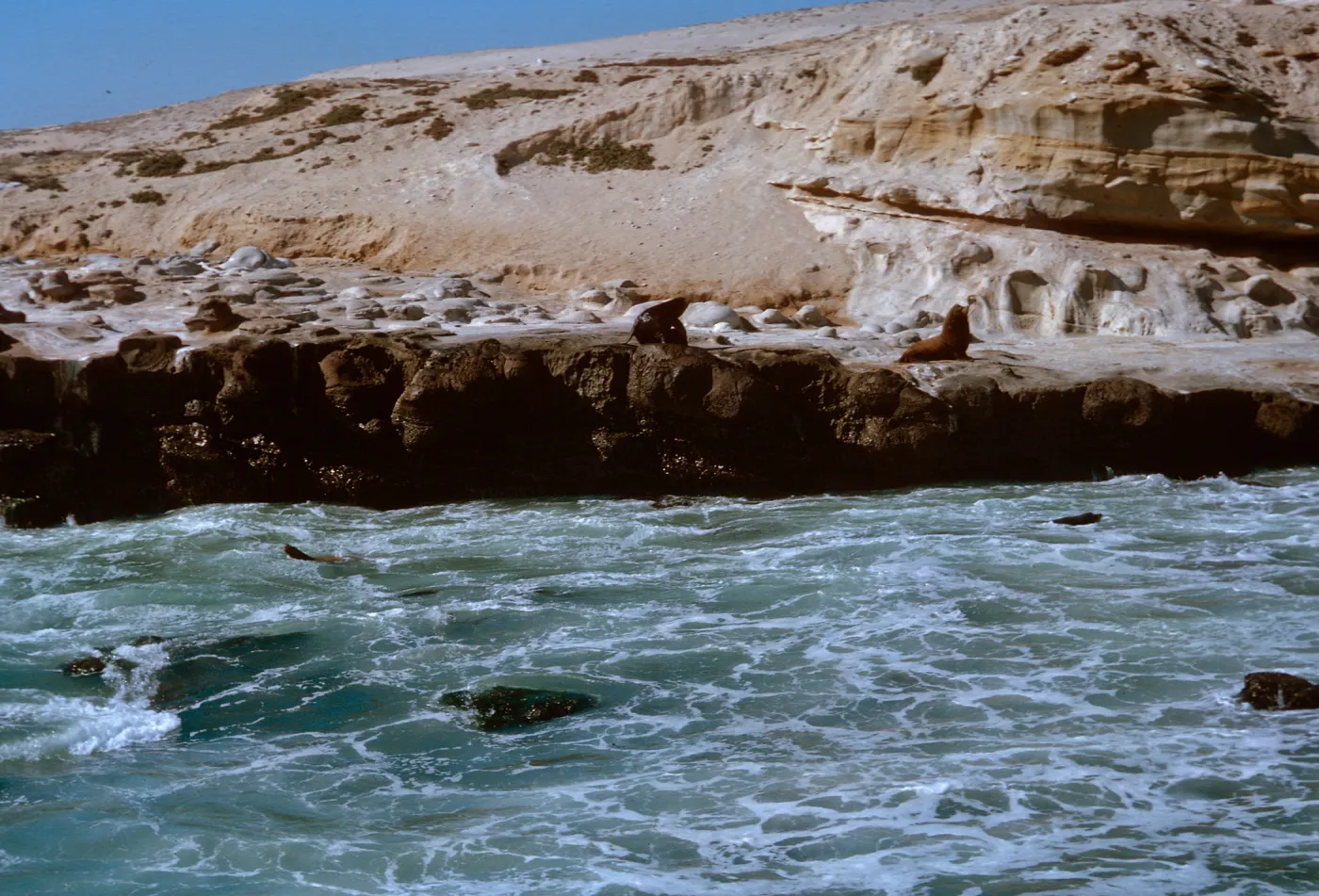 3/ Sea LIons, looking Northeast along Sea Lion Beach, 65-105 & SN-22
