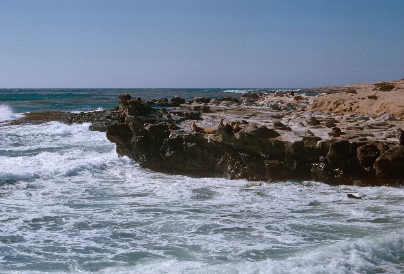 3/ Sea Lions, looking North along Sea Lion Beach, 66-106 & SN-23