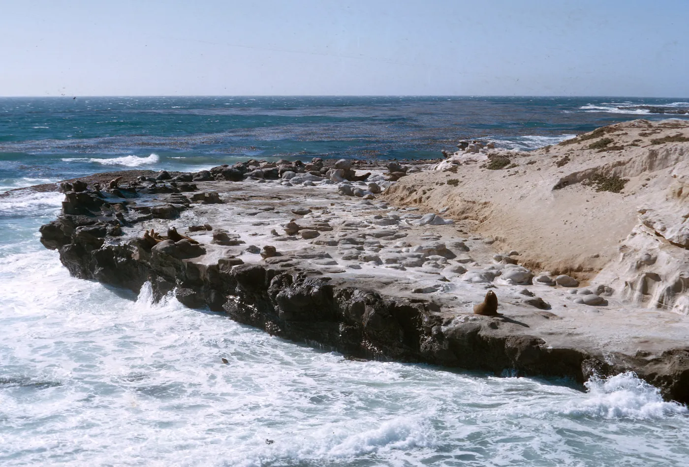 3/ Sea Lions on wave cut bench - Sea Lion Beach, 65-108 & SN-25