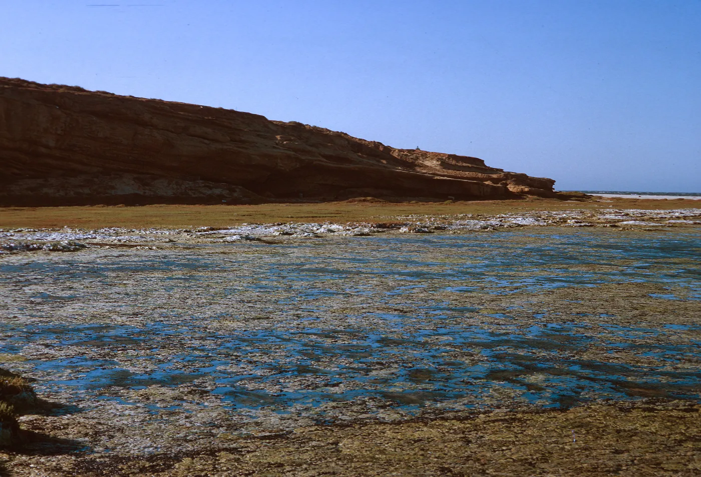 4/ Sand Spit salt marsh, looking North, Distichlis, 65-111 & SN-28