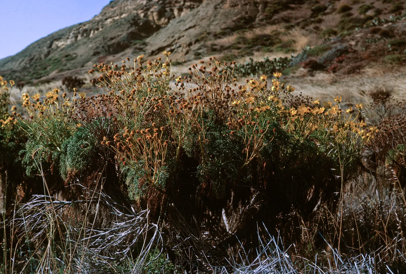 6/ Coreopsis gigantea, 65-123 & SN-40