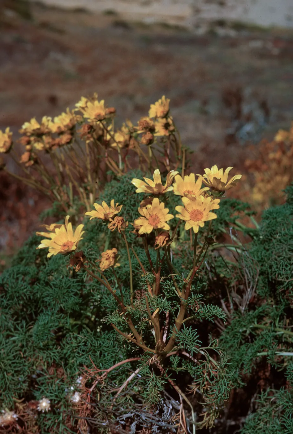 6/ flowering head of Coreopsis gigantea, 65-124 & SN-41