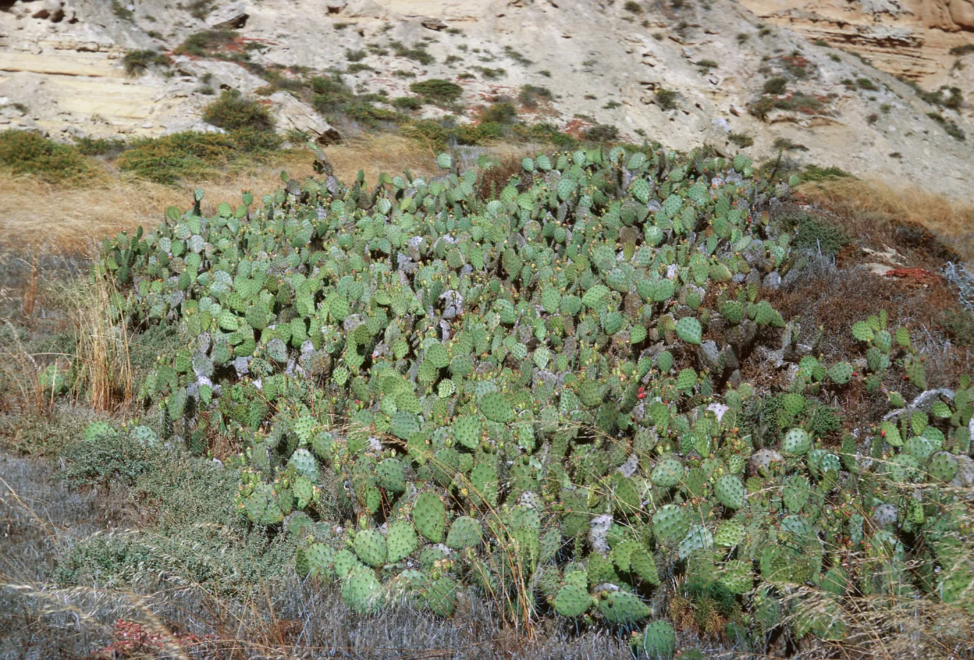 6/ Opuntia, 65-125 & SN-42