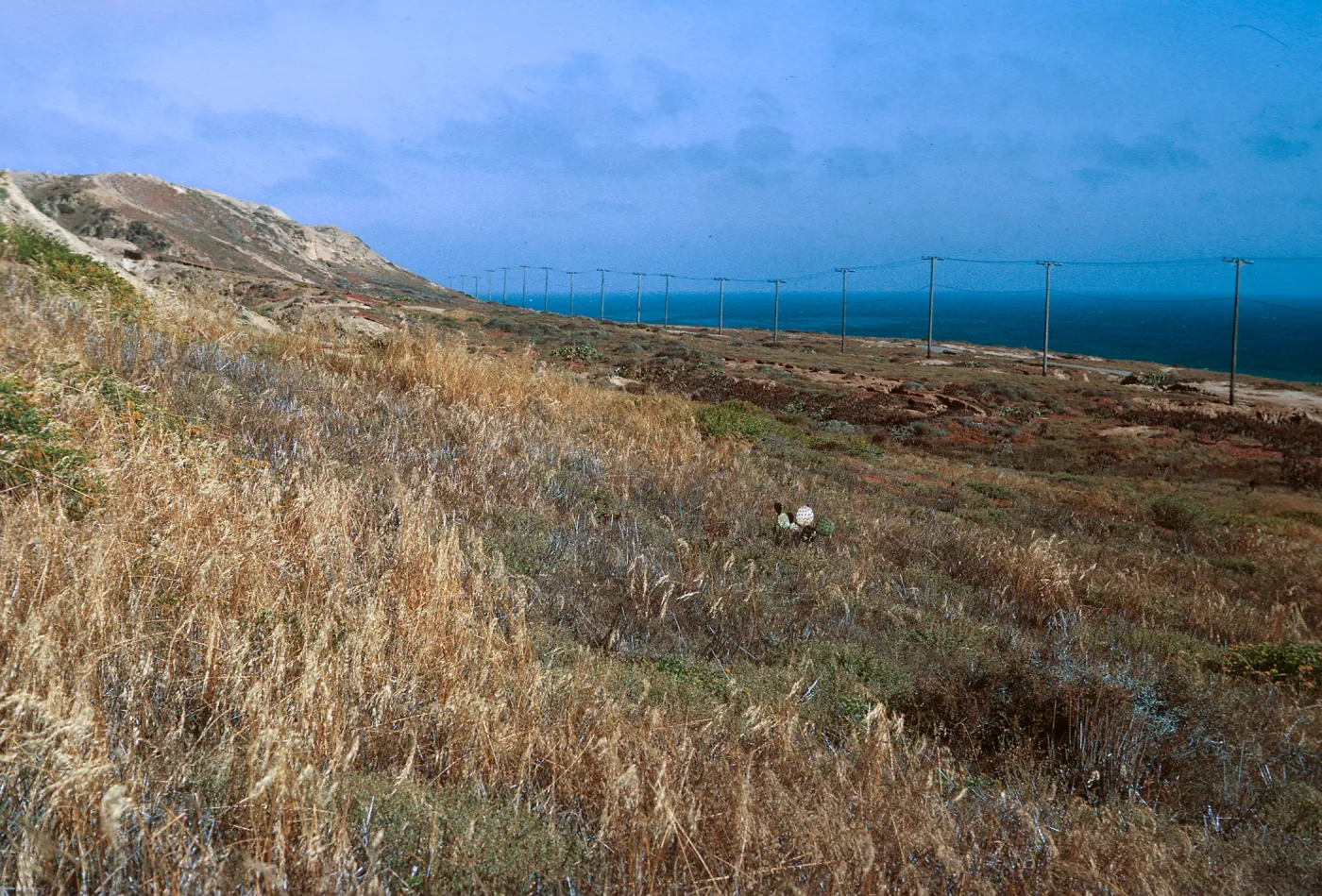 6/ looking North along coastal flat, East of airfield - from above CG Pier