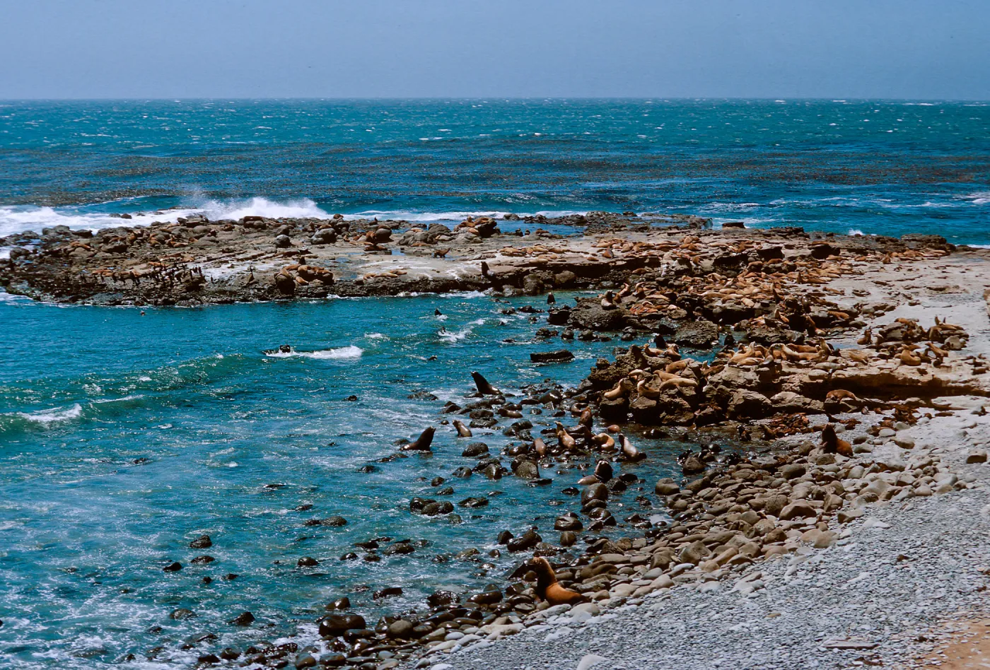 3/ Sea Lions and Sea Lion Beach, 65-139 & SN-56
